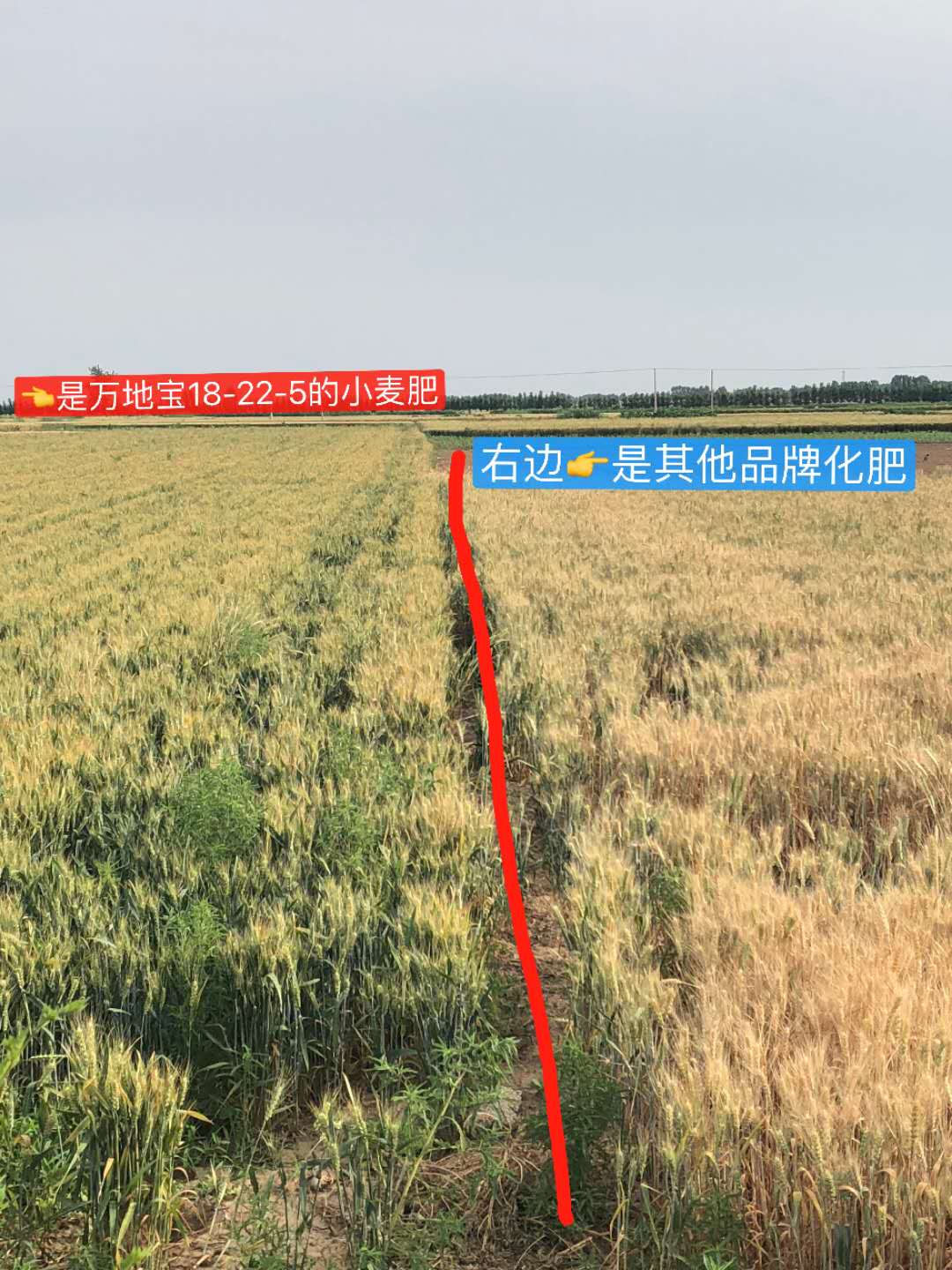 中盛小麦专用高塔肥使用效果对比