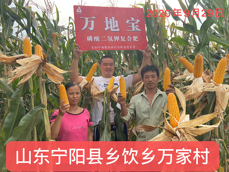 玉米复合肥